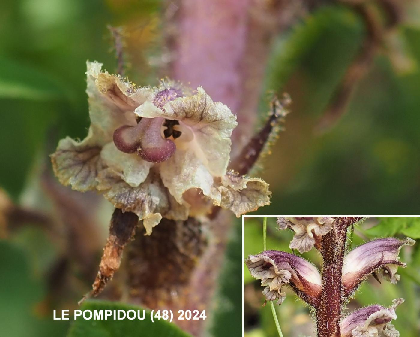 Broomrape, Lesser flower